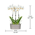 thumbnail image 5 of Just Add Ice 16-30" White and Yellow Premium Orchid Duo Live Plants in 10" Silver Ceramic Planter, House Plant, 5 of 5