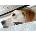 thumbnail image 2 of Dog Waiting Wall Mural by Wallmonkeys Peel and Stick Graphic (24 in W x 17 in H) WM140621, 2 of 4