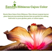 Sandys Nursery Online Hibiscus Cajun Color Bienvenue