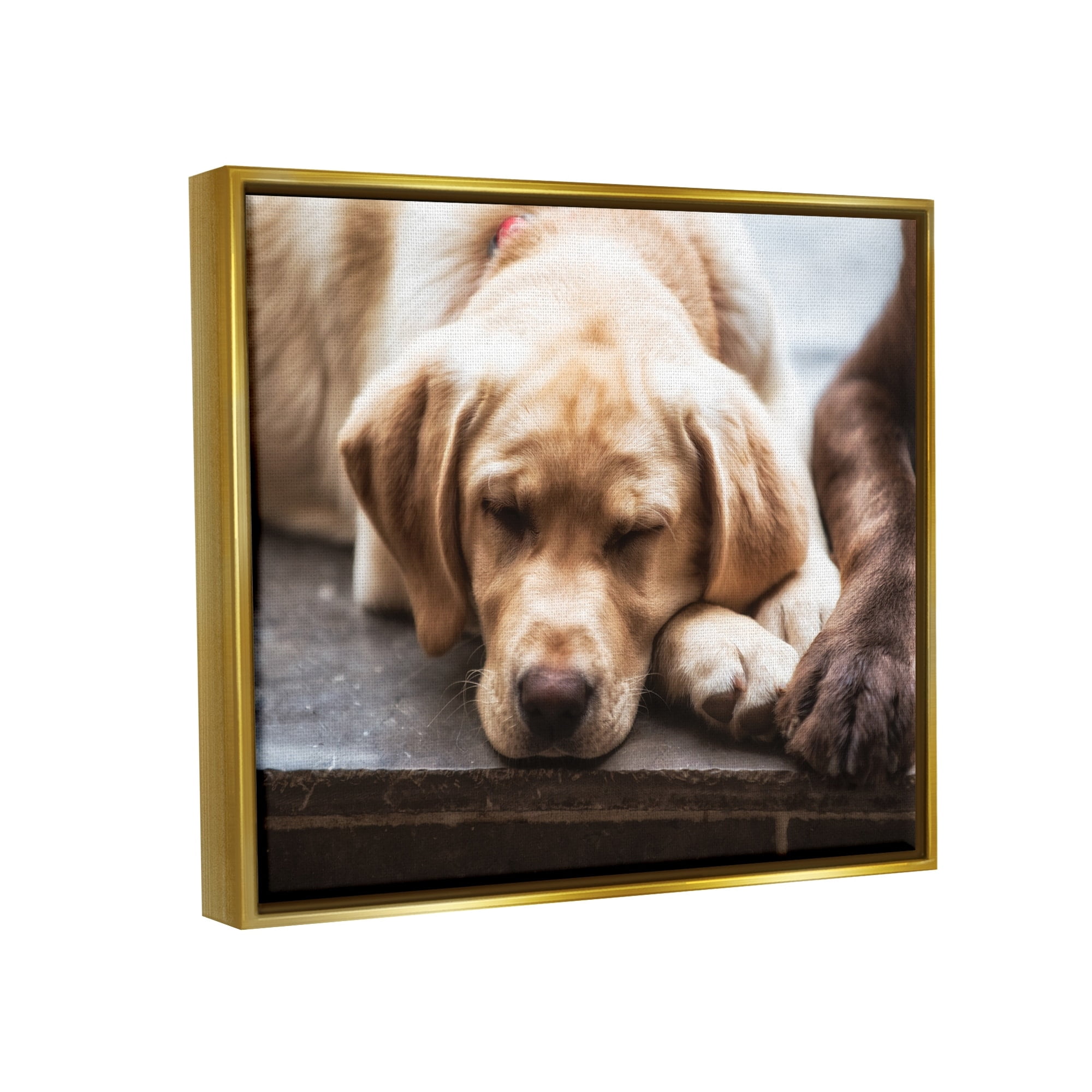Stupell Industries Sweet Sleeping Dogs Resting Paws Animal Photography Photograph Metallic Gold Floating Framed Canvas Print Wall Art, Design by James Dobson