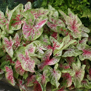 Van Zyverden Caladiums Dwarf Miss Muffet Set of 3 Bulbs Multicolor Full Shade