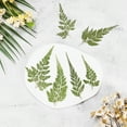 thumbnail image 4 of Uxcell 48 Pack Pressed Dried Flowers Leaves, Real Natural Ferns Dried Leaves Plant, 4 of 7