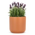 thumbnail image 2 of Extra Classic Planter, 2 of 4
