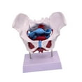 thumbnail image 2 of lionlar Female Pelvis Model Learning Display Medical Teaching Skeleton Medical Model Style C, 2 of 9