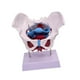 thumbnail image 2 of Modelo de pelvis femenina, modelo de esqueleto femenino, pantalla anatómica de PVC, artículo educativo. Estilo C, 2 of 9