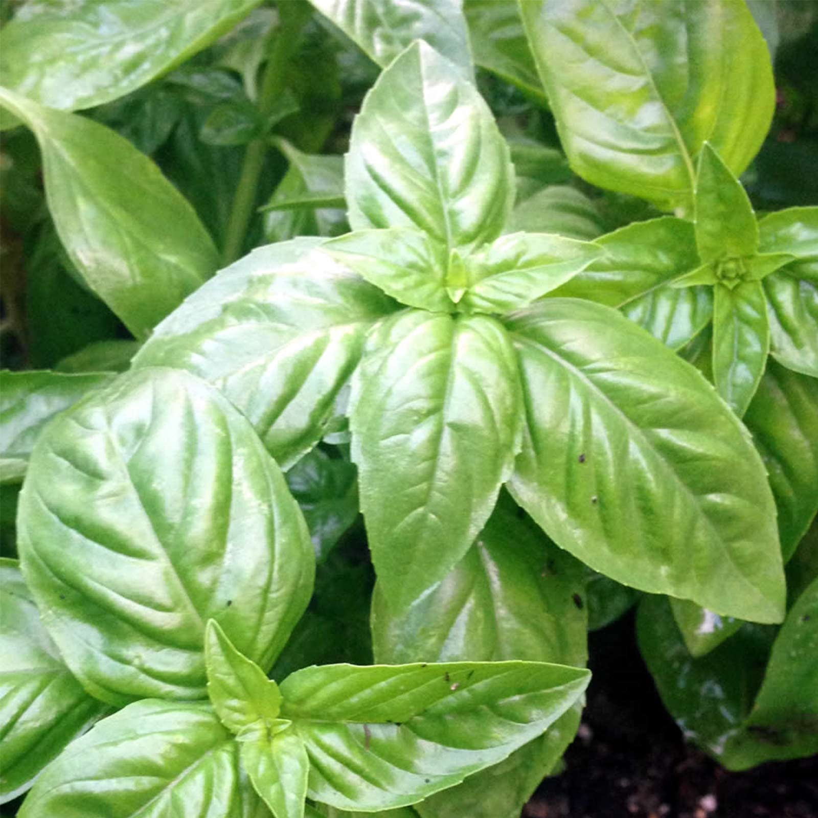 Basil Herb Garden Seeds Italian Large Leaf 1 Lb Bulk NonGMO, Heirloom Herb Gardening