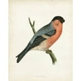 thumbnail image 2 of Morris 15x18 Black Ornate Wood Framed with Double Matting Museum Art Print Titled - Morris Bullfinch, 2 of 4