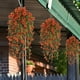thumbnail image 3 of Colgante de parra artificial de glicina morada 4 piezas rojo atardecer, 3 of 6