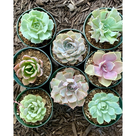 8 pots of 4 Inch Rosette Echeveria Succulent, fully rooted