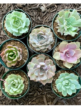 8 pots of 4 Inch Rosette Echeveria Succulent, fully rooted