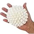 thumbnail image 3 of Real White Seashell Sphere with Lucite Stand | 4 Inches Wide | Beach House Shelf, 3 of 4