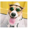 thumbnail image 4 of Gafas de sol redondas Vintage para gatos/Lentes De Sol De Para Mascotas/gatos de peluche/gatos/accesorios para mascotas, 4 of 4