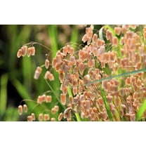 Seedville 100 QUAKING GRASS (Rattlesnake Grass) Briza Maxima Grass Seeds
