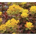 thumbnail image 4 of Euphorbia polychroma&ndash;Cushion Spurge&ndash;Vibrant perennial for gardens  1 Gallon, 4 of 18
