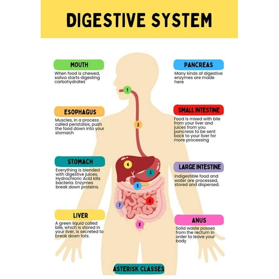 Organ Pencernaan Manusia poster Suitable for medical education posters for students, and can also be used as classroom and hospital office decoration