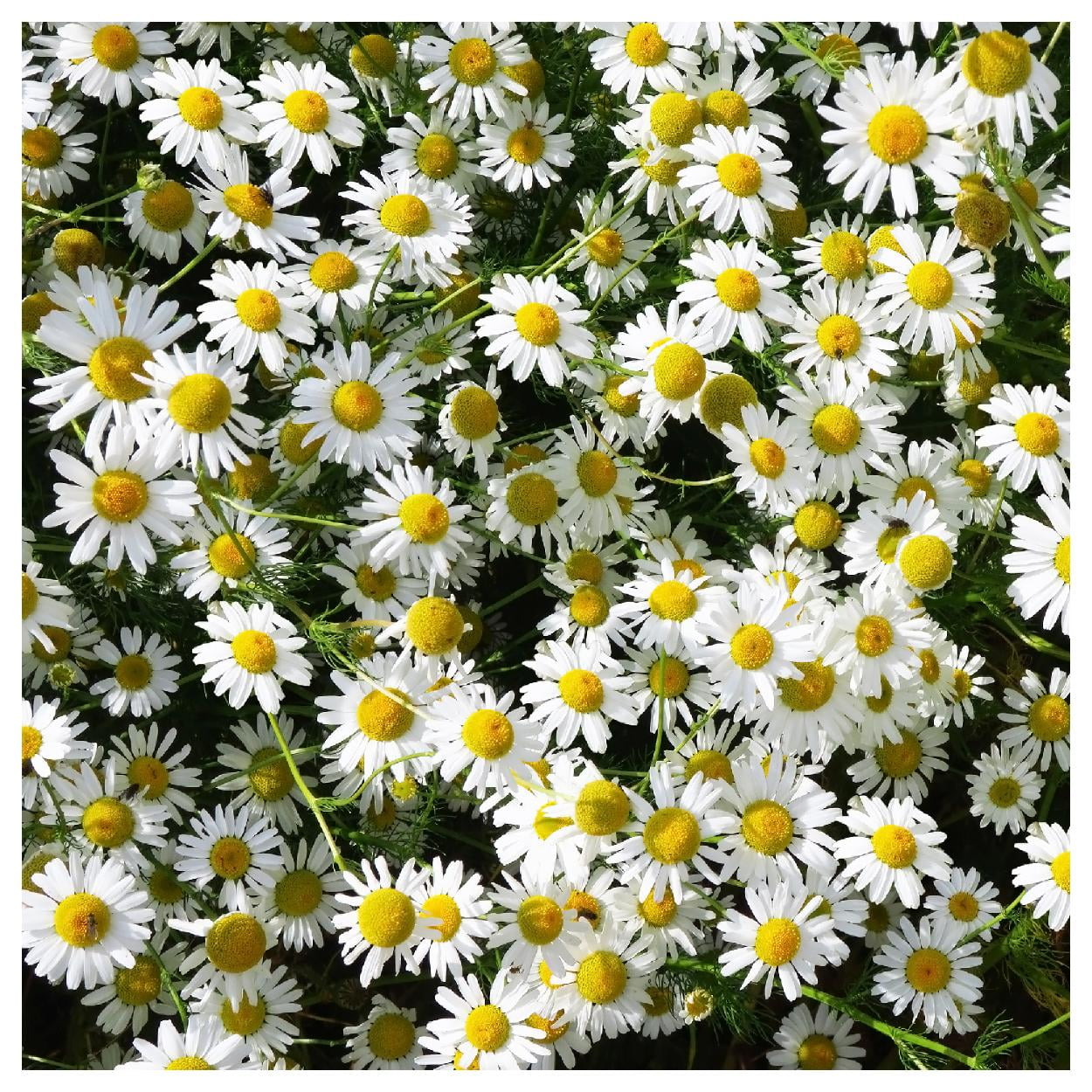 Everwilde Farms - 1 lb Common German Chamomile Herb Seeds - Gold Vault Bulk Seed Packet