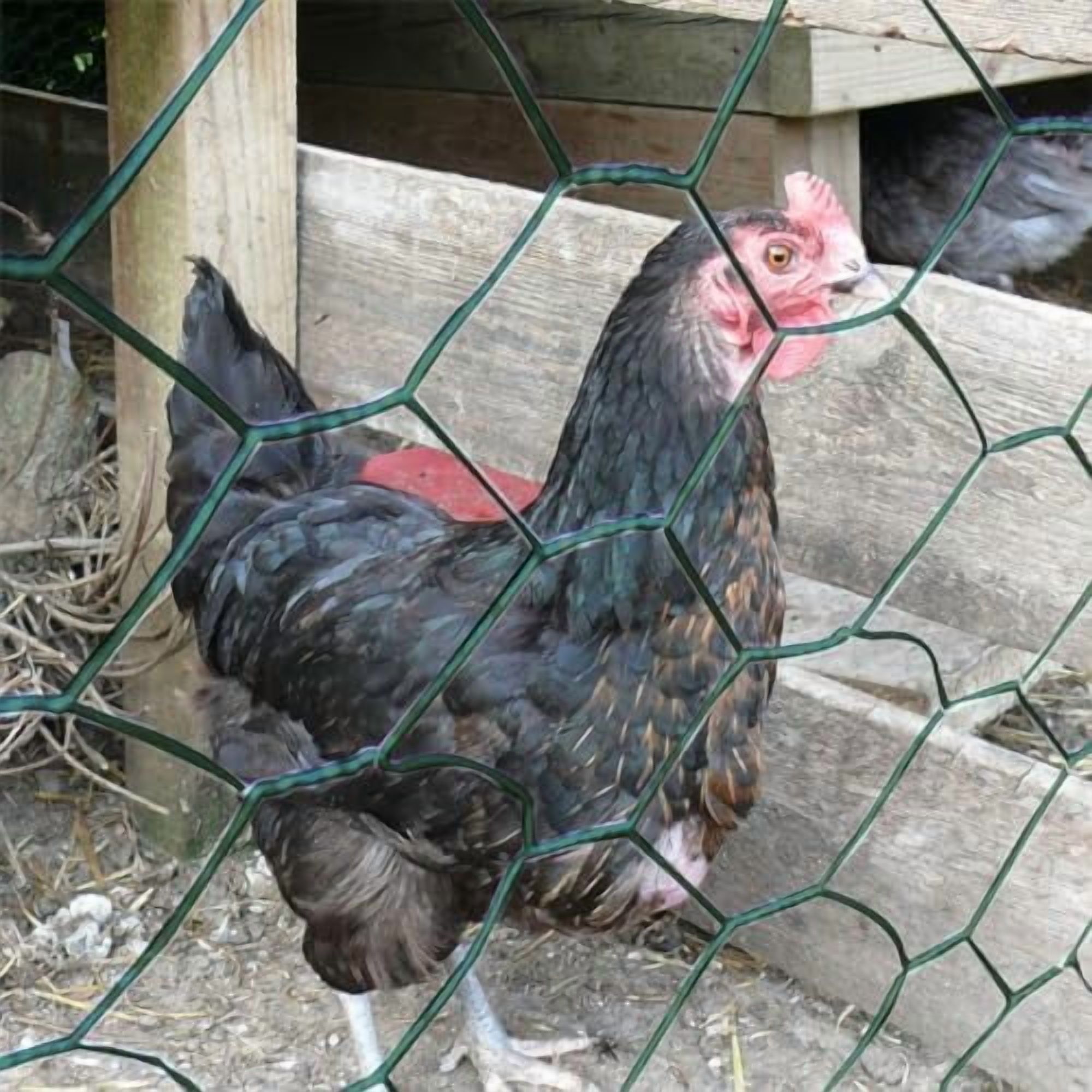Garden Poultry Green Chicken Wire PVC Coated Hexagonal Wire Mesh Roll Animal Fence 3m x 400mm Garden Netting Fencing for Pet Rabbit Chicken with Gloves & 50Pcs Cable Ties