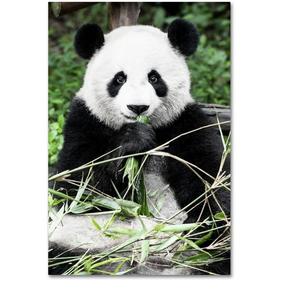 Trademark Fine Art "Giant Panda" Canvas Art by Philippe Hugonnard
