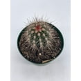 thumbnail image 6 of Echinocereus engelmannii, Engelmann's Hedgehog Cactus, Rare Cactus, 4 inch Pot, Well Rooted, 6 of 9