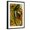 Black Frame, variant on Art.com Quetzal Art Print by F.W. Kuhnert, 12" x 18"