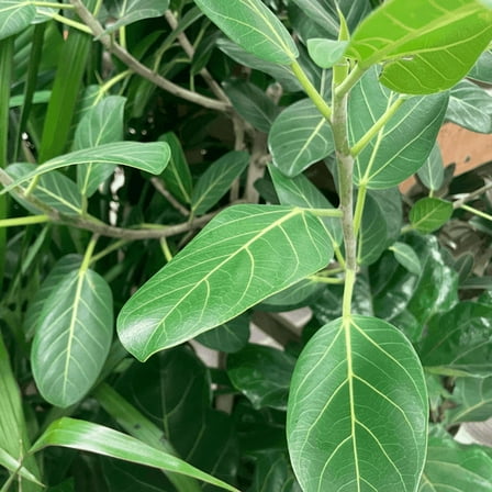 Ficus Audrey-Standard-Versatile Indoor Plant  10" Pot