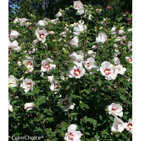 Blush Satin Rose of Sharon-Deciduous Shrub-Attracts Pollinators 3 Gallon