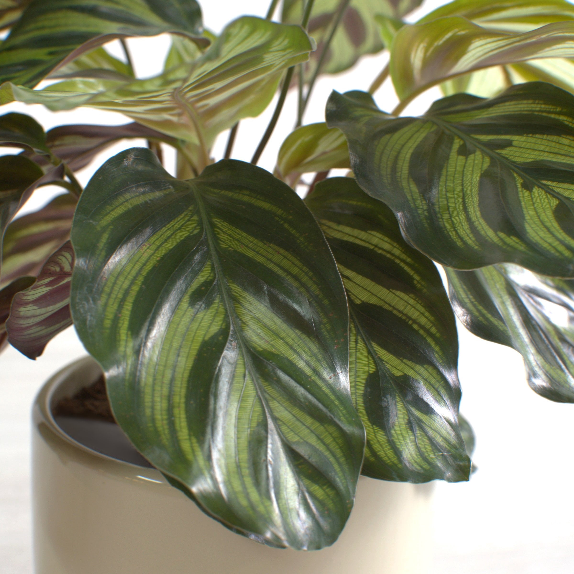 6 in. Calathea Makoyana Plant in Grower Container