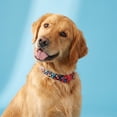 thumbnail image 2 of Vibrant Life Adjustable Fashion Dog Collar, Multicolor Bones, Large, 2 of 12