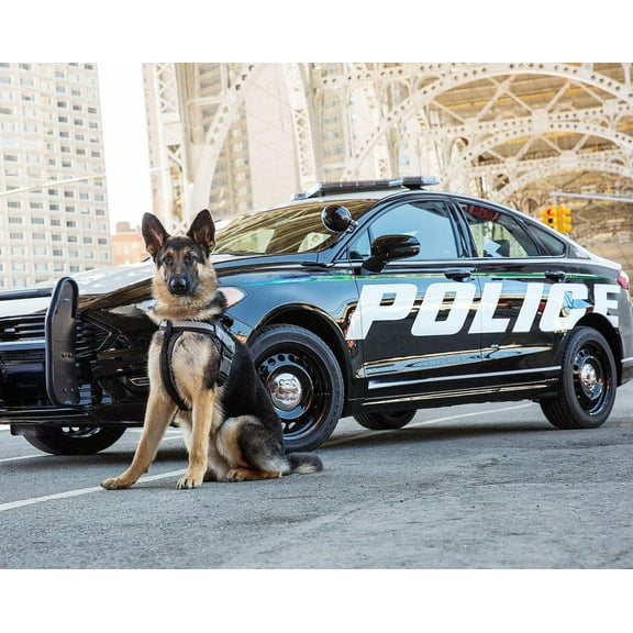 Paint by Number for Adult Kit,Police Dog (21)， DIY Acrylic Paint by Numbers for Adults Beginner Oil Painting by Number on Canvas for Home Wall Decor 16x20inch-