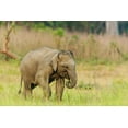 thumbnail image 2 of Rajput, Jagdeep 32x23 Gold Ornate Wood Framed with Double Matting Museum Art Print Titled - Asian Elephant calf Corbett National Park-India, 2 of 4