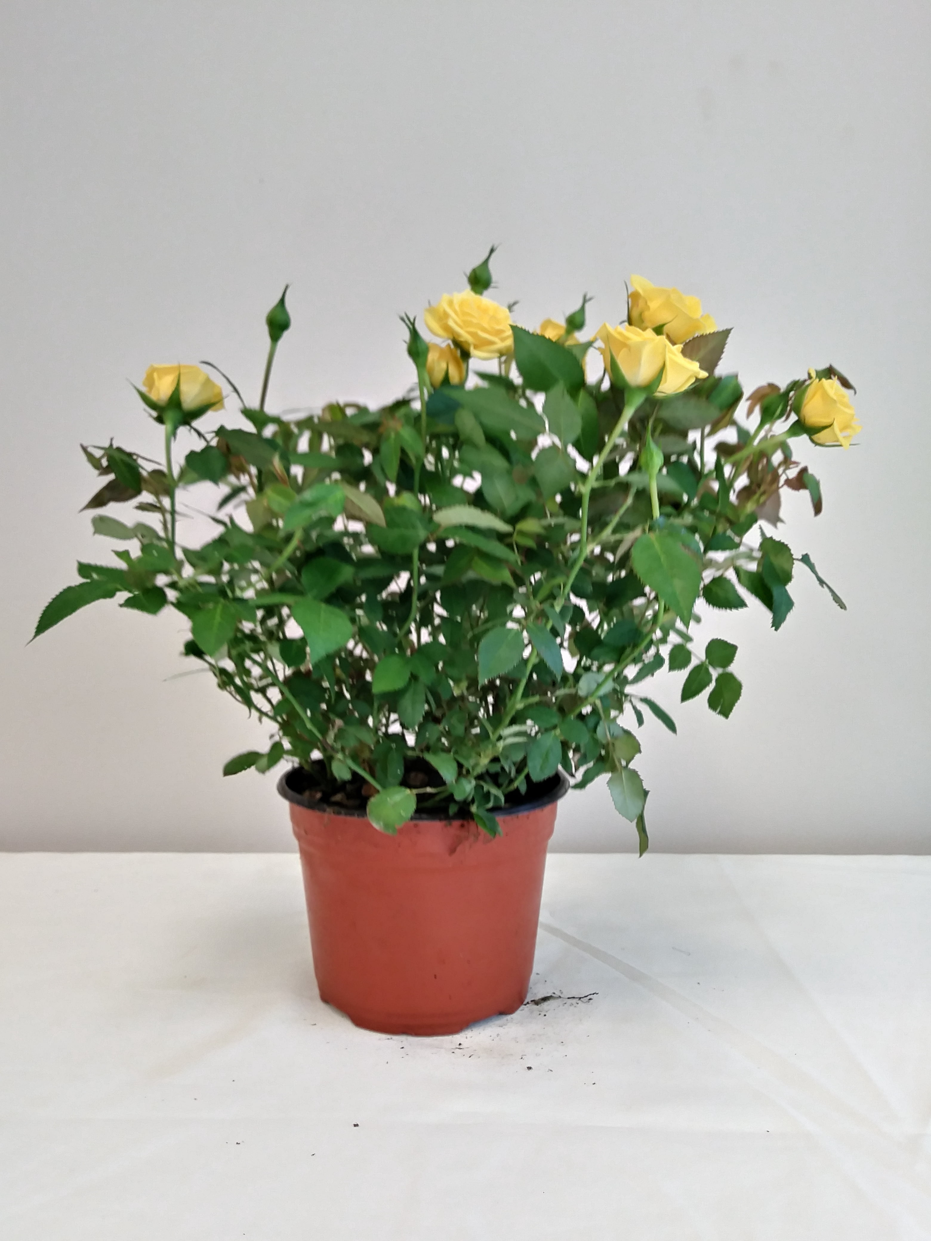 Live 6" Mini Yellow Rose Bush in Copper Comfort and Joy Holiday Gift Container- 6 Inch Indoor Plant