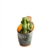 Costa Farms Live Fukuro Cactus in 3-inch Grower's Pot