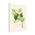 thumbnail image 2 of Unknown 'Spring Green Foliage IV' Canvas Art, 2 of 3