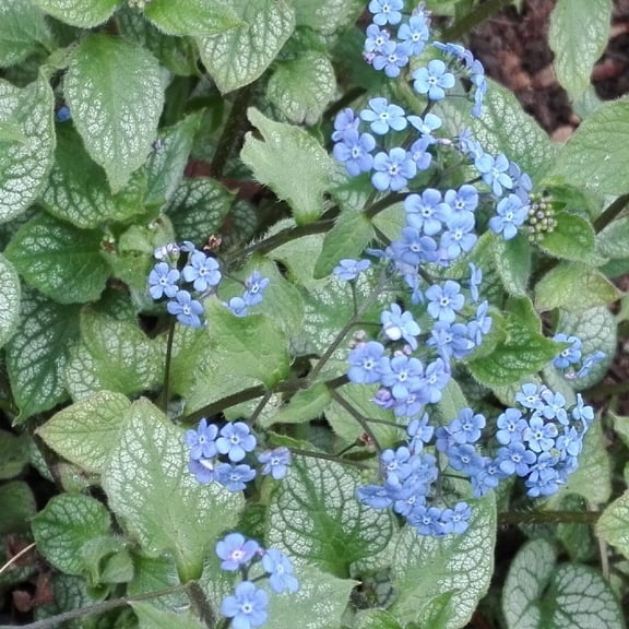 Alexander's Great' Siberian Bugloss  1 Gallon