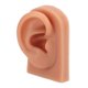 thumbnail image 3 of Modelo de oreja perforadora, práctica de perforación 3D, modelo de oreja de silicona, calidad en la que puede confiar, 3 of 8