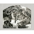 thumbnail image 2 of Babbitt, Gwendolyn 24x20 Black Ornate Wood Framed with Double Matting Museum Art Print Titled - Fox Mom and Cubs, 2 of 4