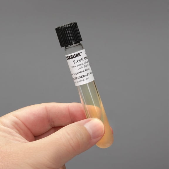 B-Galactosidase-Deficient E. Coli Slant Culture