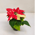 thumbnail image 3 of Jingle Bells Poinsettia Plant Live for Planting, Christmas Poinsettia Flowers Plant for Holiday Christmas Gift, Decoration Houseplant 4-7" in Tall, No Pot, 3 of 8
