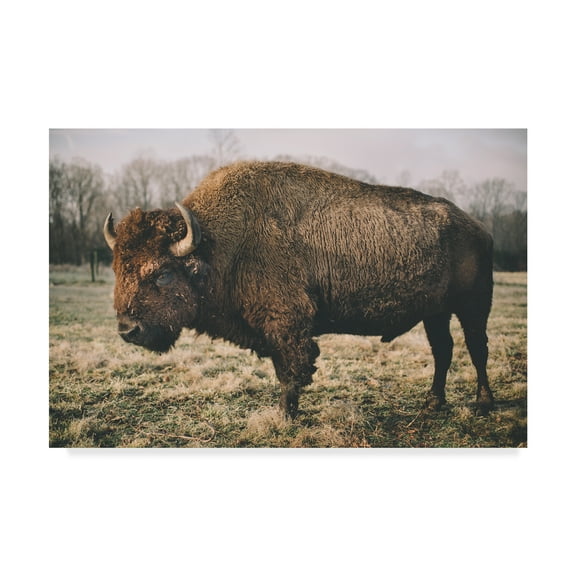 Trademark Fine Art 'Solitary Bison IV' Canvas Art by Adam Mead