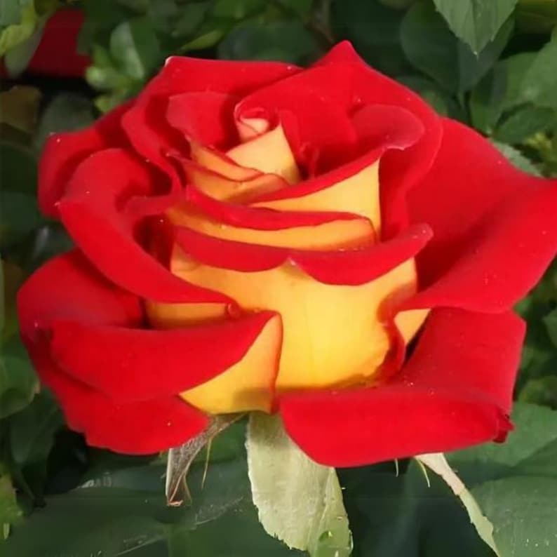 30 Seeds Ketchup & Mustard Rose Seeds Perennial Mix for Late Winter to Early Spring Planting