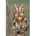 thumbnail image 2 of Jones, Adam 11x14 Black Ornate Wood Framed with Double Matting Museum Art Print Titled - Eastern screech owl-Florida, 2 of 4