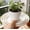 05_E【5X Flower Pot Water Tray】, variant on Flower Pot Saucer 9 1.1in Thickened Plastic Tray Catches Water Drip Runoff for Indoor Outdoor Potted Plants, by IHXORA