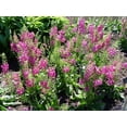 thumbnail image 2 of Rosetta Verbascum phoeniceum Perennial - Quart Pot - Ornamental Mullein, 2 of 4