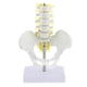 thumbnail image 1 of Mini Modelo De Pelvis Con 5 Vértebras Trabajos Industriales Suministro Escolar, 1 of 9