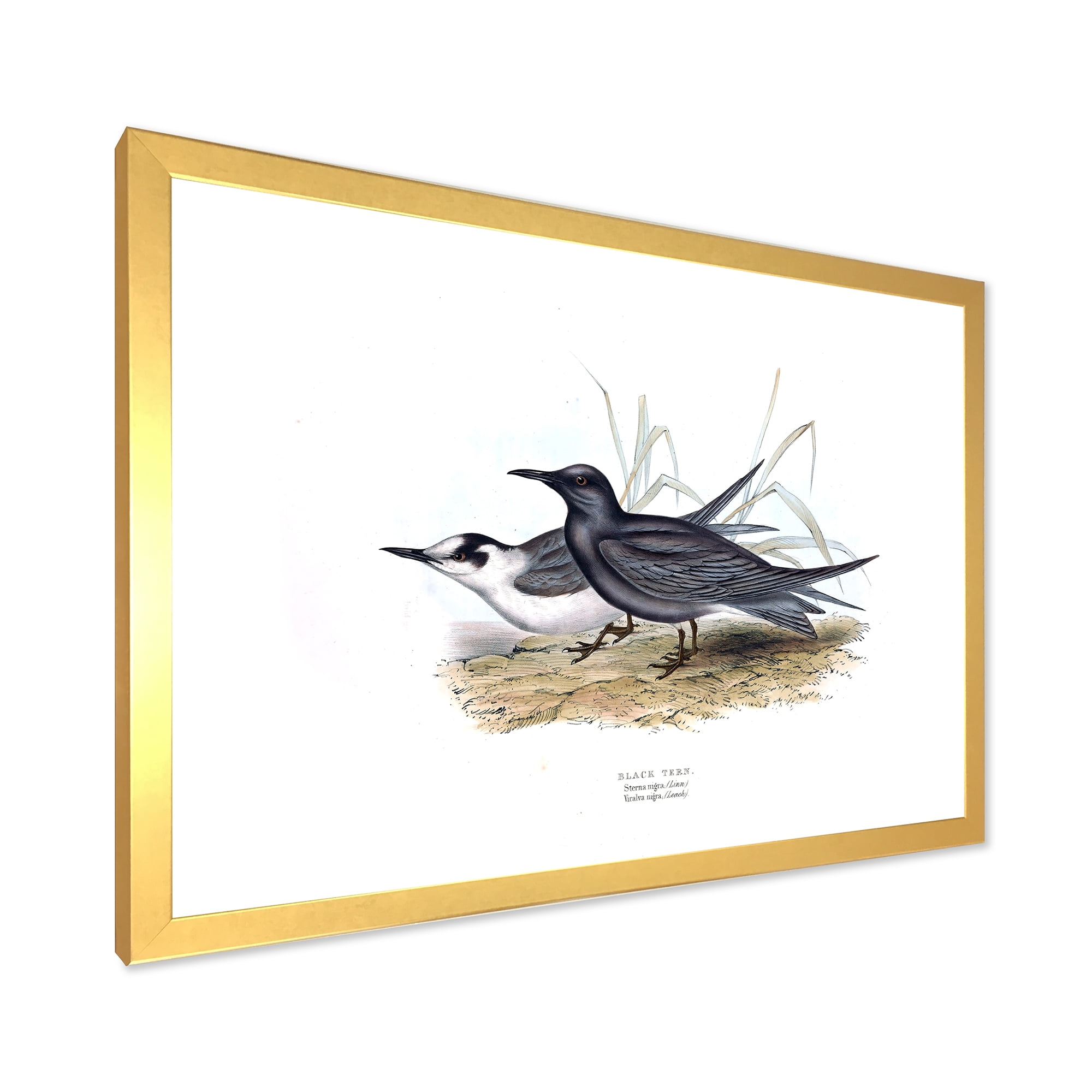 Designart 'Ancient Bird Of Europe II' Traditional Framed Art Print
