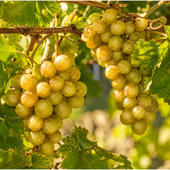 Carlos Muscadine Grape Vine Plant Live for Planting 4-6 Inch Tall, Live Grape Plant for Trellis, Arbor, Patio Containers and Home Garden