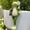 B, variant on Tipsy Frog, Funny Drinking Frog Figurines Flower Pot Hugger, Resin Statues Statue for Garden, Cute Frogs Plant Climbing Lawn Decorations Outdoor Yard Lawn Ornaments,MIX