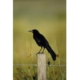 thumbnail image 2 of Williams, Joanne 13x18 White Modern Wood Framed Museum Art Print Titled - USA, Florida Fish crow stands on fence post, 2 of 4