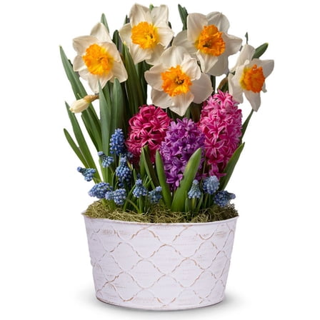 From You Flowers - Deluxe Daffodil Sunshine Bulb Garden for Birthday, Anniversary, Get Well, Congratulations, Thank You, All Occasions