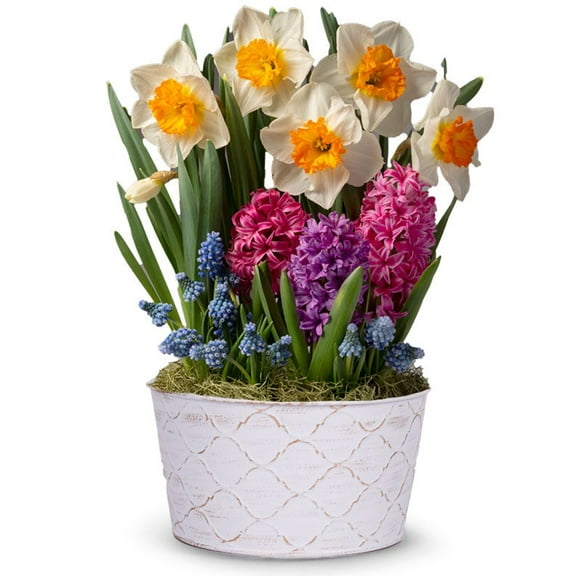 From You Flowers - Deluxe Daffodil Sunshine Bulb Garden for Birthday, Anniversary, Get Well, Congratulations, Thank You, All Occasions